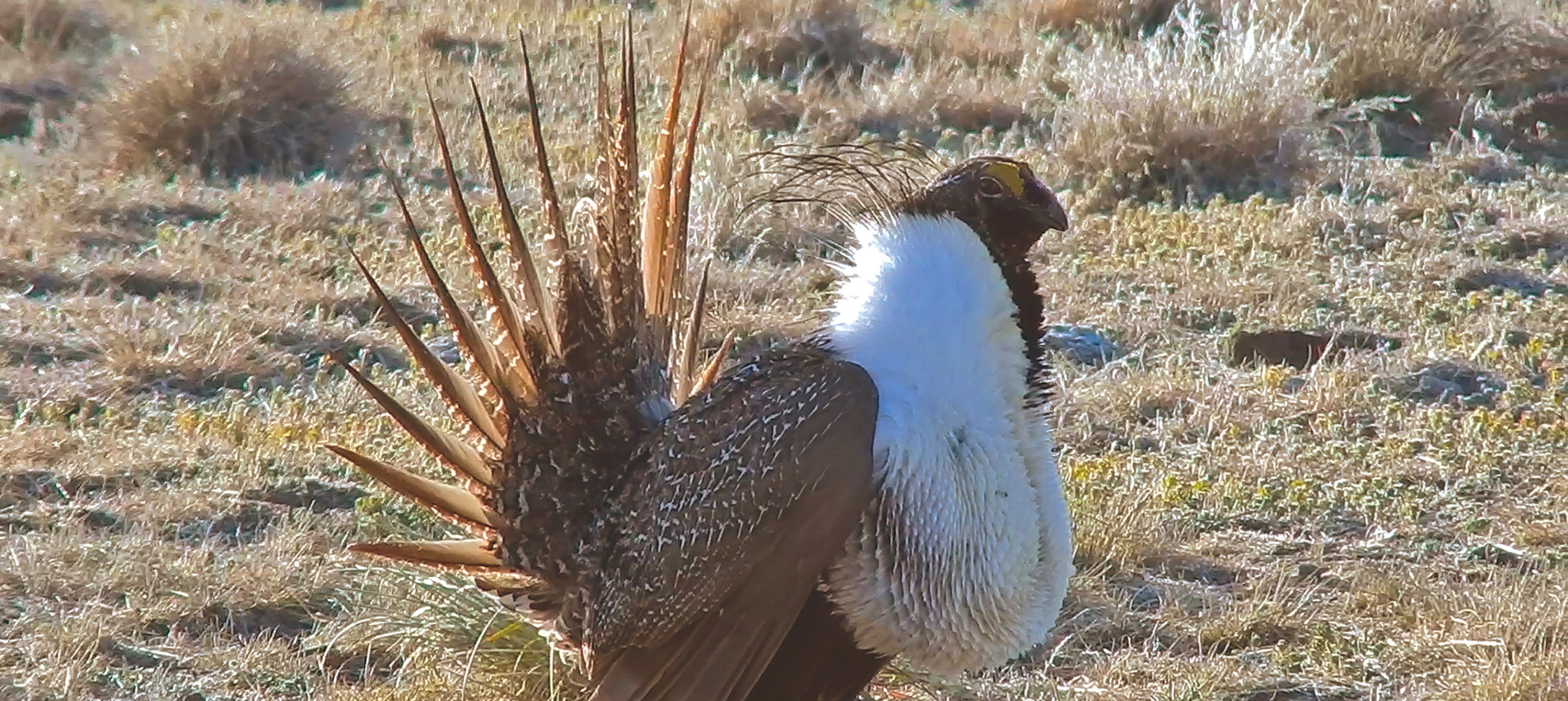 Virtual Scoping Sessions Set For BLM Sage Grouse Planning – Burns Times ...